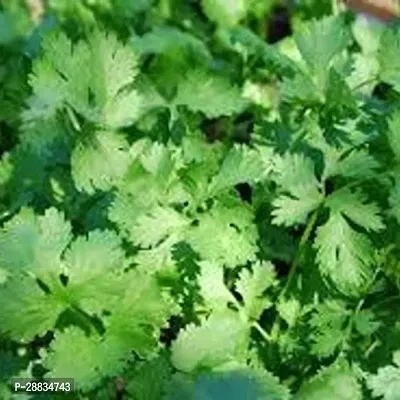 Baishnab Earth Seeds R 65Coriander91000PIECE