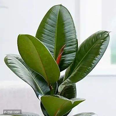 Baishnab  PLT484 Rubber Tree-thumb0