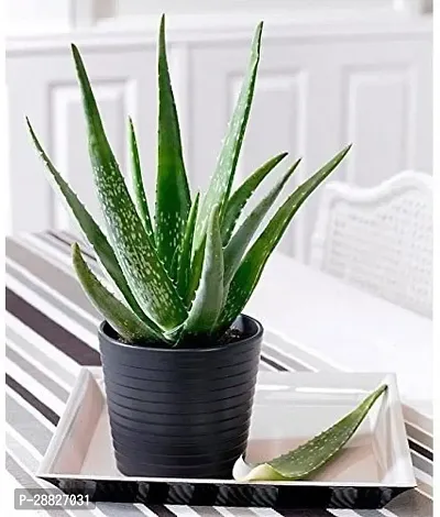 Baishnab  Aloe Vera Plant CF00054 Aloe Vera Plant-thumb0