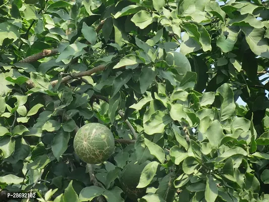 Baishnab Bel Plant Bel Tree Bilva Patra Bel Patra Bengal quince Wood apple Vilvam Sandiliyamu Bilvapatre Adhararuha Beli fruit Aegle Marmelos Live Plant.-thumb0