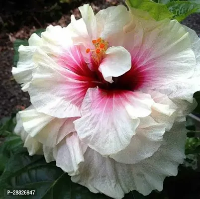 Baishnab  HibiscusJoba Flower Plant Hibiscus Plant-thumb0