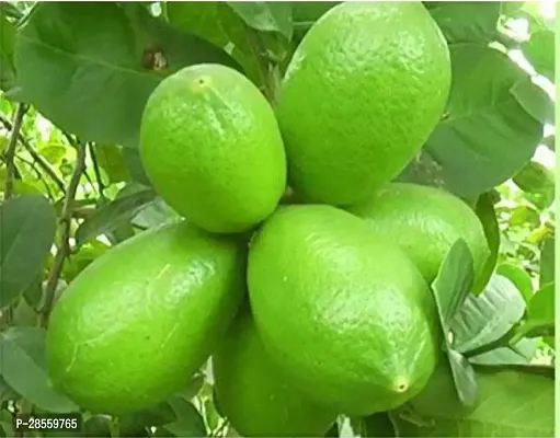 Baishnab Lemon Plant Sweet Lemon Plant Gardens