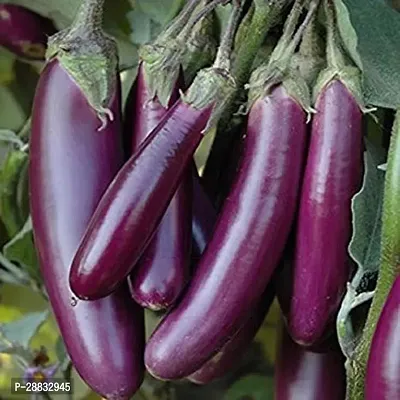 Baishnab Brinjal seed 10gm mc rBRINJAL US4210PIECE-thumb0