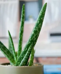 Baishnab Aloe Vera Plant aloe vera plant 7002-thumb2