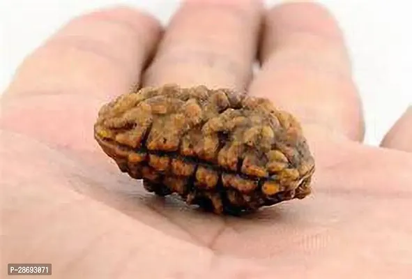 Baishnab Rudraksh Live Plant Rudraksha plant 1 mokhe (pack off 1)-thumb0