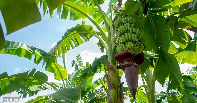 Baishnab  Banana tree plantain tree 003 Banana Pla-thumb0