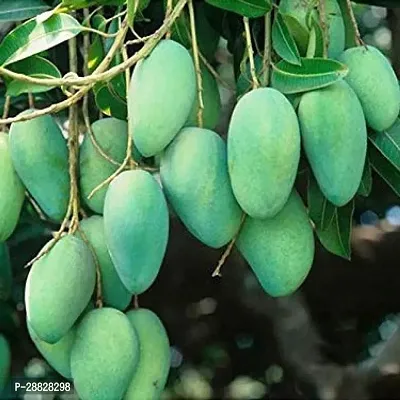 Baishnab  Thai All Time Sweet Mango PlantGrafted-thumb0