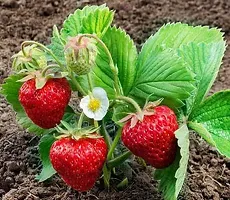 Baishnab Strawberry Plant Strawberry fruit live plant-thumb1