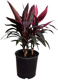 Baishnab Cordyline Plant Cordyline Plant With Pot-thumb1