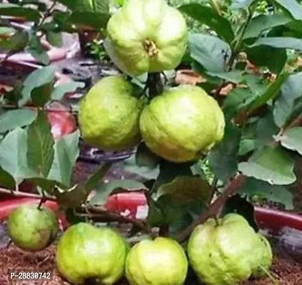 Baishnab  Thailand Guava Guava Plant-thumb0