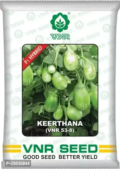 Baishnab Brinjal seeds 10 gm per packet hiurygF481PIECE