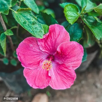 Baishnab  Hibiscus Red Live Flower Plant CF42448