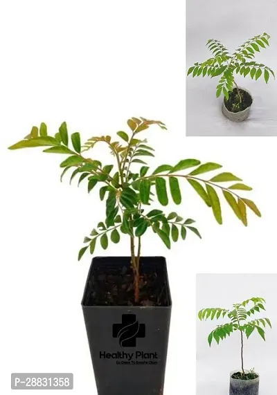 Baishnab  Curry patta live plant Curry Leaf Plant-thumb0