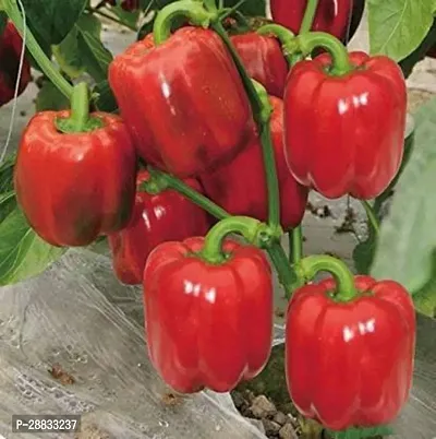 Baishnab Capsicum seed h 50prpkCapsicum Red Organic Vegetable Seeds50PIECE