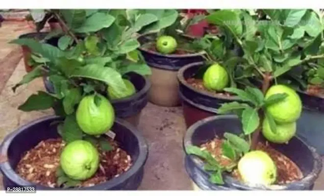 Baishnab  SrGuava60 Guava Plant-thumb0