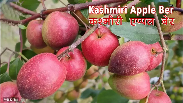 Baishnab  Thai kashmiri red apple ber plant grafted