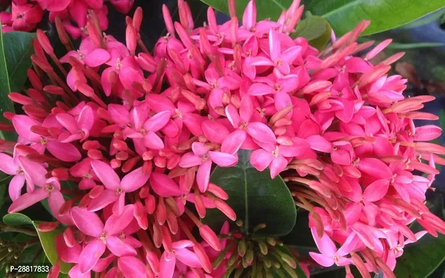 Baishnab  PINK IXORA PLANT Jasmine Plant-thumb0