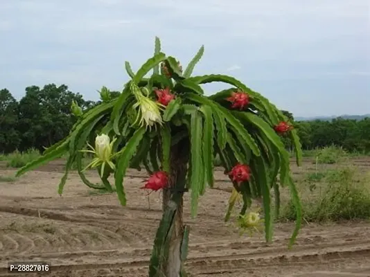 Baishnab  DRAGON FRUIT PLANT RED 5 Dragon Tree-thumb0