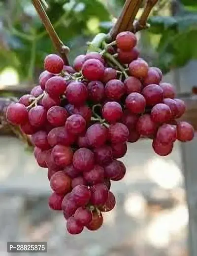 Baishnab  Grape Fruit Plant Grape Plant-thumb0