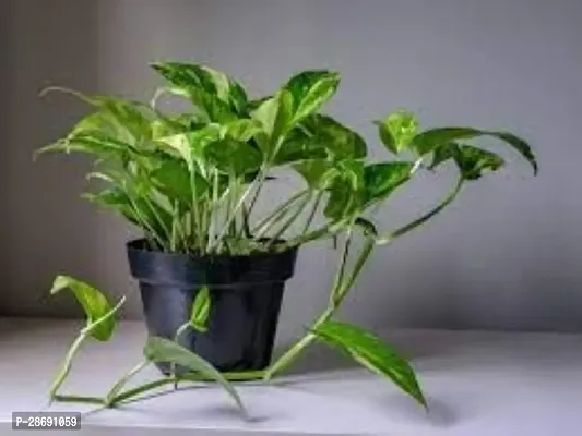 Baishnab Money Plant Money plant Air Lear Hybrid Lucky Plant FN3895-thumb0