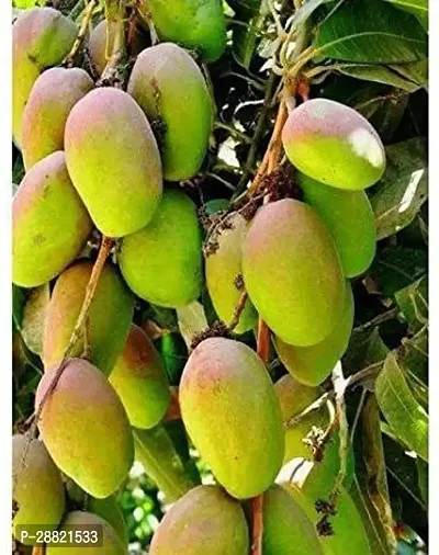 Baishnab  ALL TIME HIMSAGAR MANGO PLANT Mango Plant-thumb0