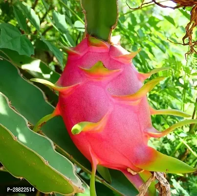 Baishnab  Dragon Fruit PlantCFA105 Dragon Tree