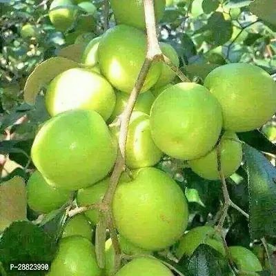 Baishnab  AAG1 Apple Plant