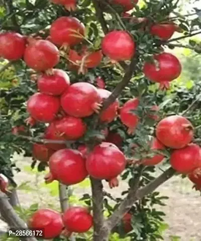 Baishnab Pomegranate Plant Pomegranate Premium PlantAnnar Sap_145-thumb0