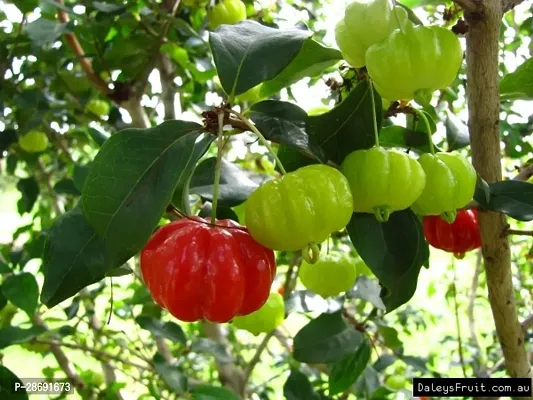 Baishnab Cherry Fruit Plant CHERRY FRUIT PLANT-C37