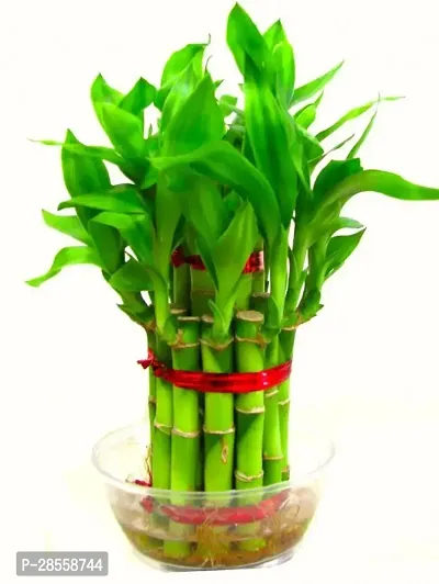 Baishnab Two Layer Bamboo Plant Omega-1487