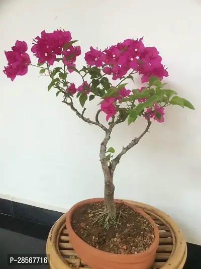 Baishnab Baugainvillea Plant Bougainvillea Plant Kagaj Flower Live Plant FP32