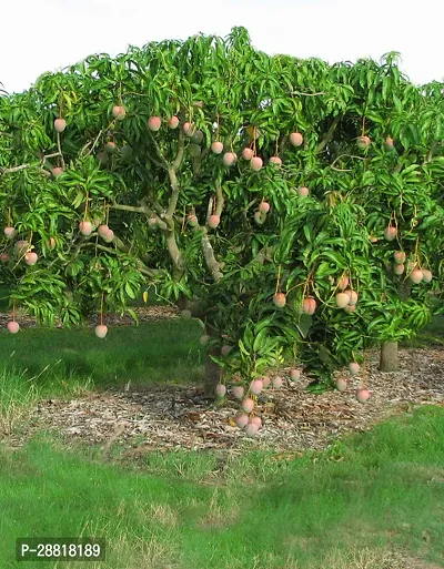 Baishnab  Lakshman bhog Mango059 Mango Plant