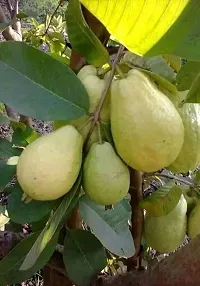 Baishnab Guava Plant Hybrid guava plant2-thumb2