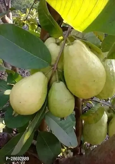 Baishnab Guava Plant Hybrid guava plant2-thumb3