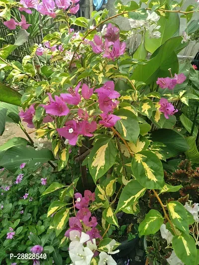 Baishnab  Bougainvillea Plant CF000172 Baugainvil