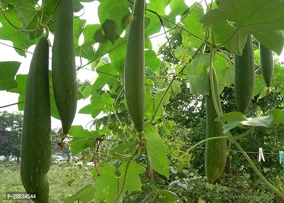 Baishnab Sponge gourd 40 per packet F1 Hybrid   Organic Seeds Sponge Gourd40PIECE-thumb0