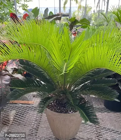 Baishnab  Cycas Revoluta Plant Live Plant CF641 C