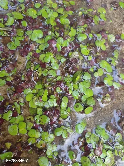 Baishnab AZOLA 450 PCS SNSBAzolla450PIECE