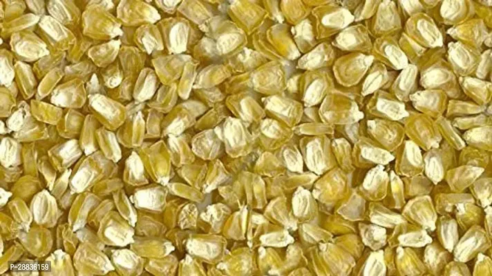 Baishnab corn sed 10 ps gghCorn  Seeds  VXL 62110PIECE-thumb2