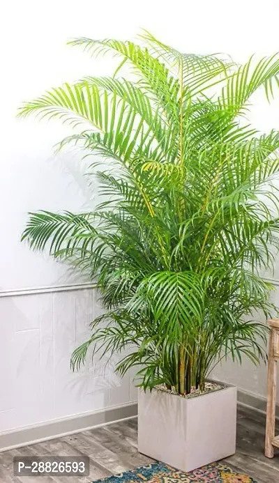 Baishnab  ARECA PLANT WO39 Areca Palm-thumb0