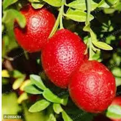 Baishnab Lemon Plant Hybrid Dwrafs Vaiant CitrusNimbooNimbuLebuLime Plant CF3255001463-thumb0