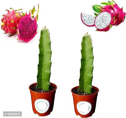 Baishnab  Dragon Plant Hybrid Pack Of2CFA110 Dr-thumb0