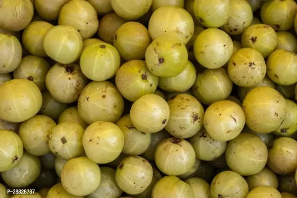 Baishnab  Amla plant yy1 Amla Plant-thumb0