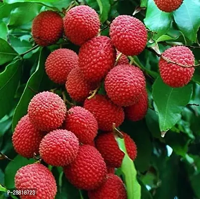 Baishnab  Seedless litchi 45 Litchi Plant-thumb0