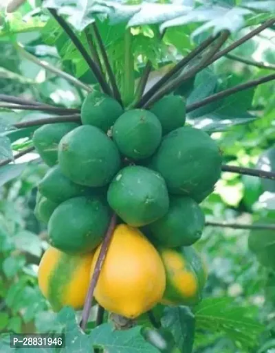 Baishnab Papaya seed HJIND PM34     PREMIUM BEST SELLER 100 percent GERMINATION PAPAYA PAPITA FRUIT SEED HYBRID 200 SEEDS.200PIECE-thumb0