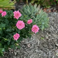 Baishnab Rose Plant Rose Flower Plants 101-thumb1