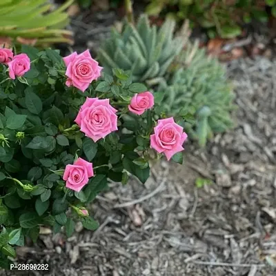 Baishnab Rose Plant Rose Flower Plants 101-thumb2