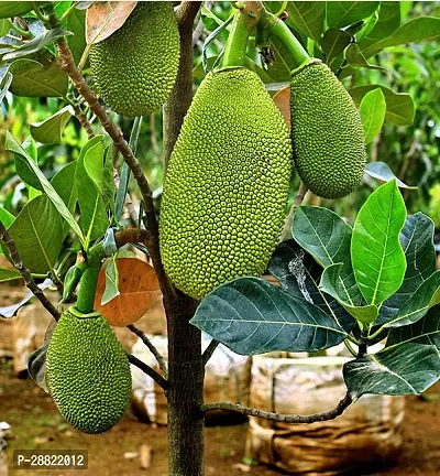 Baishnab  JackfruitKathal Live Plant CF019311 Ja