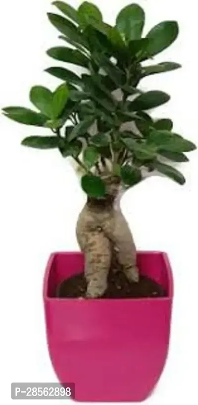 Baishnab Ficus Plant Ficus Plant99-thumb0