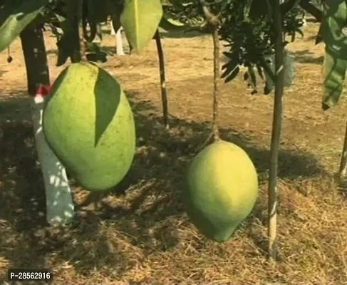 Baishnab Mango Plant Chandra Mallika Live Grafted Mango Plant CM 6-thumb0